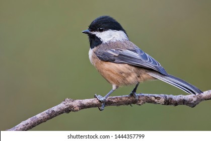 Black-capped Chickadee (Poecile atricapilla) in North Vancouver