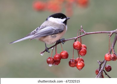 Black-capped Chickadee (poecile atricapilla) perched on Ornamental Cherries with ice
