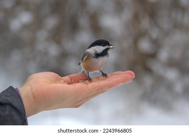 Black-capped chickadee (Poecile atricapillus) on a hand on a very cold and snowy hiking trail near Ottawa, Ontario, Canada.