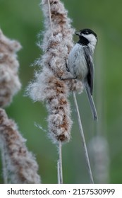 A Black-capped Chickadee Is Pulling Fluff Off Of A Cattail Pod. Taylor Creek Park, Toronto, Ontario, Canada.