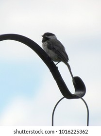 Black-capped Chickadee Sits On A Shepherds Crook; Harrisonburg, VA, USA