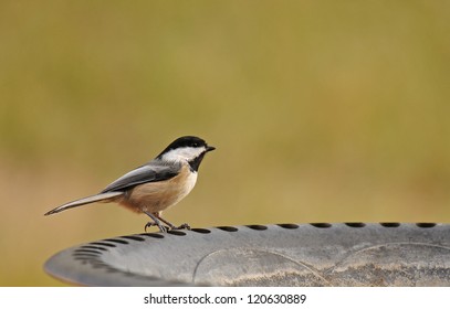 Black-capped Chickadee Standing On Edge Of Bird Bath, Isolated Against Muted Green Background