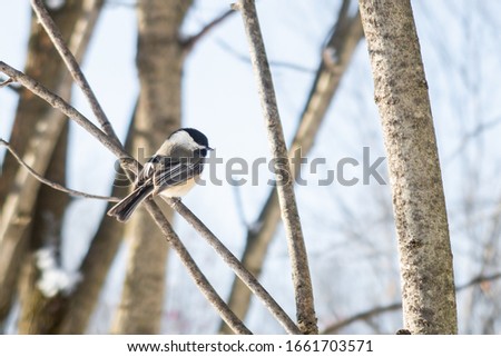 Black-capped chickadee standing on a tree branch in winter at Saint Bruno National Park, Quebec, Canada