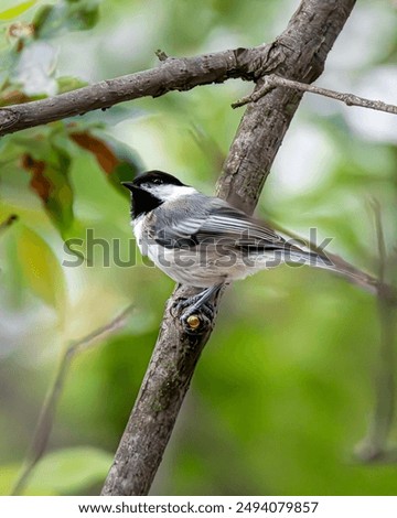 Black-capped chickadee is standing on a tree there are leaves and branches around the bird the bird looks like a nice place 