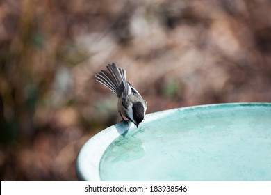 Black-capped Chickadee and water