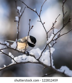 Black-Capped Chickadee In Winter