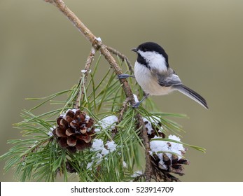 Black-Capped Chickadee In Winter 