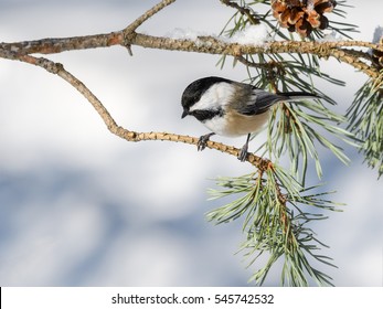 Black-Capped Chickadee In Winter