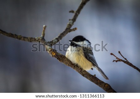Black-capped Chickadee In The Winter Time.