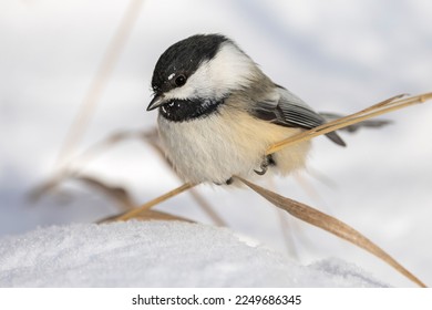Black-capped chickadees are cute, curious, and friendly. They are approachable in winter, especially if you have food for them. This individual is perched on a stalk of dead grass in a snowy field.