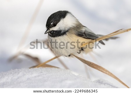 Black-capped chickadees are cute, curious, and friendly. They are approachable in winter, especially if you have food for them. This individual is perched on a stalk of dead grass in a snowy field.