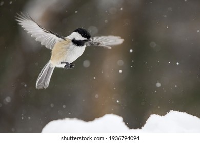 Black-capped chickadees in flight in winter scenery