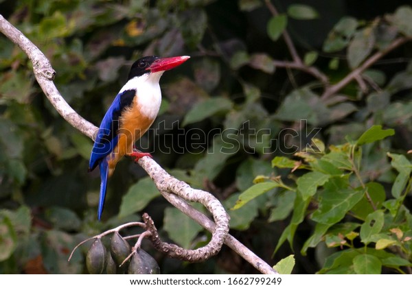Black-capped Kingfisher is a mid-sized kingfisher\
with a jet black head, white collar, and blood-red bill was\
photograph in a wild natural environment sitting on a tree branch\
waiting for a\
prey.