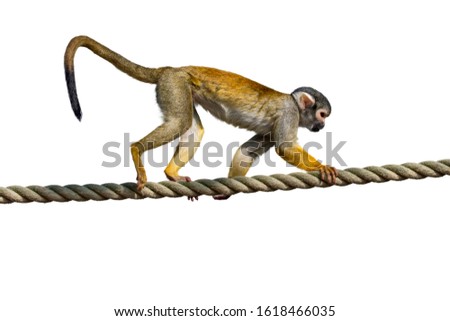 Black-capped squirrel monkey / Peruvian squirrel monkey (Saimiri boliviensis peruviensis) walking over rope in open enclosure at zoo / animal park against white background