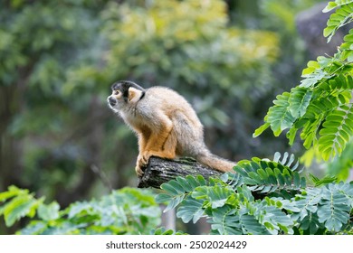 Black-Capped Squirrel Monkey (Saimiri boliviensis) is a small South American primate found in Bolivia, Brazil and Peru. Being omnivorous, it feeds on insects, eggs, fruits, flowers and vertebrates. - Powered by Shutterstock