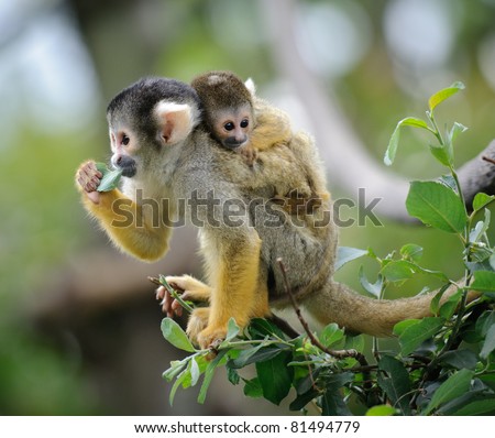 Black-capped squirrel monkey sitting on tree branch with its cute little baby with forest in background