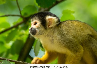 A Black-capped squirrel monkey in a tree