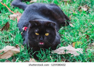Blackcat in the grass