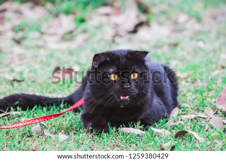 Blackcat in the grass