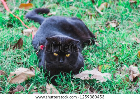 Blackcat in the grass