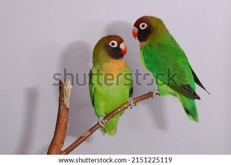 Black-cheeked Lovebird (Agapornis nigrigenis) in the Aviary.