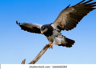 Black-chested Buzzard-eagle (Geranoaetus Melanoleucus) In Ushuaia Area, Land Of Fire (Tierra Del Fuego), Argentina