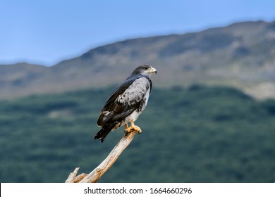 Black-chested Buzzard-eagle (Geranoaetus Melanoleucus) In Ushuaia Area, Land Of Fire (Tierra Del Fuego), Argentina