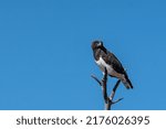 The black-chested snake eagle or black-breasted snake eagle is a large African bird of prey of the family Accipitridae. It resembles other snake eagles and was formerly considered conspecific with the