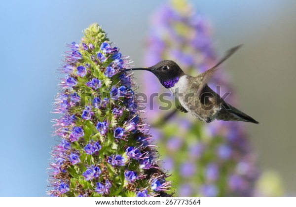 Black-chinned Hummingbird flying to Pride of\
Madeira flower.