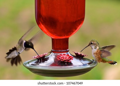  Black-chinned And Rufous Hummingbirds Share A Feeder