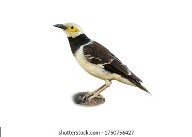Black-collared Starling Isolated On White Background