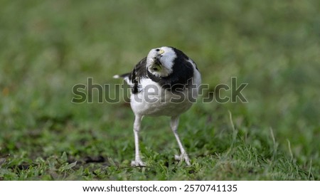 Similar – Image, Stock Photo Starling looks out of the breeding den