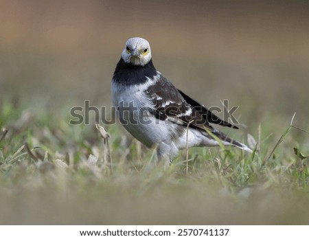 Similar – Image, Stock Photo Starling looks out of the breeding den