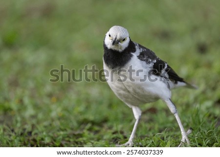 Similar – Image, Stock Photo Starling looks out of the breeding den
