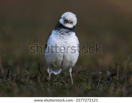Similar – Image, Stock Photo Starling looks out of the breeding den