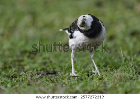 Similar – Image, Stock Photo Starling looks out of the breeding den