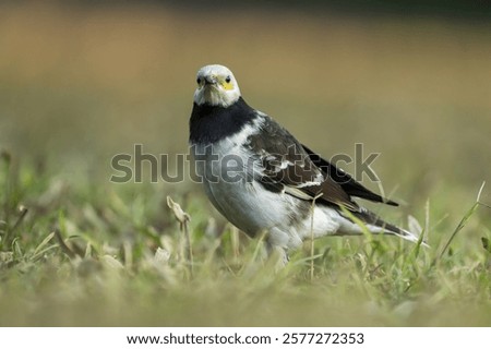 Similar – Image, Stock Photo Starling looks out of the breeding den