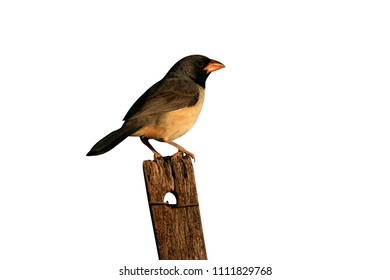 Black-cowled saltator, Saltator nigriceps, single bird on post, Brazil - Shutterstock ID 1111829768