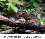 Black-crowned Antpitta standing on a log in rain forest