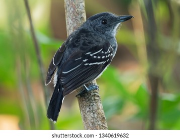 Black-crowned Antshrike - Thamnophilus Atrinucha Bird In The Family Thamnophilidae, Found In From Ecuador, Colombia, Venezuela, And Central America As Far North As Belize