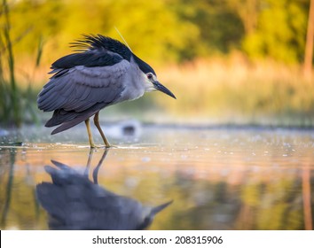 Black-crowned Night Heron