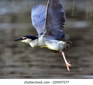 Black-crowned Night Heron