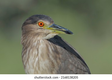 The black-crowned night heron, or black-capped night heron, commonly shortened to just night heron in Eurasia, is a medium-sized heron found throughout a large part of the world.High-quality Photo.