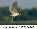 The black-crowned night heron, black-capped night heron, night heron (Nycticorax nycticorax)
