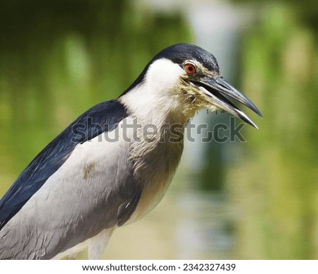 Black-crowned night heron, Blue bird , Ardeidae, Nycticorax, lake