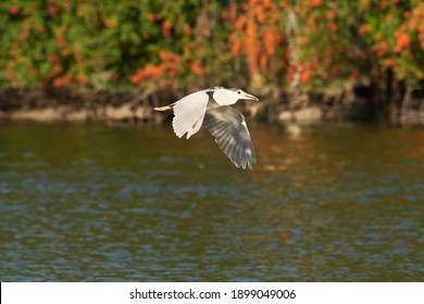 Black-crowned Night Heron In Flight. Nycticorax Nycticorax