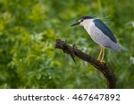 Black-crowned night heron in Hungary