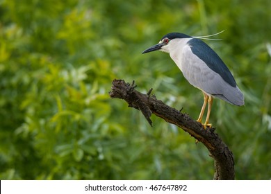 Black-crowned night heron in Hungary