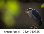 Black-crowned Night Heron in nature