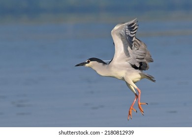 Black-crowned Night Heron, (Nycticorax Nycticorax)